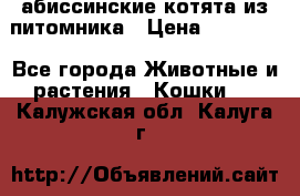 абиссинские котята из питомника › Цена ­ 15 000 - Все города Животные и растения » Кошки   . Калужская обл.,Калуга г.